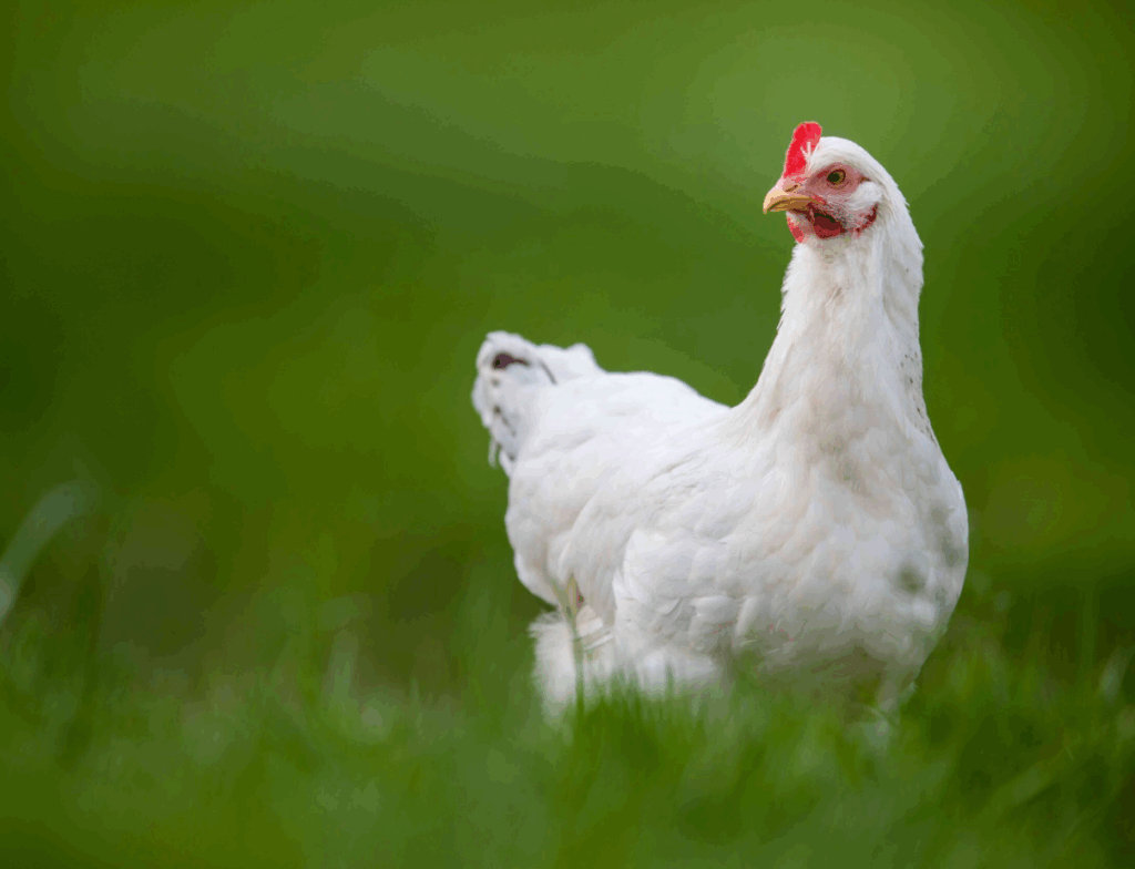 Beternak Ayam Broiler Skala Rumahan