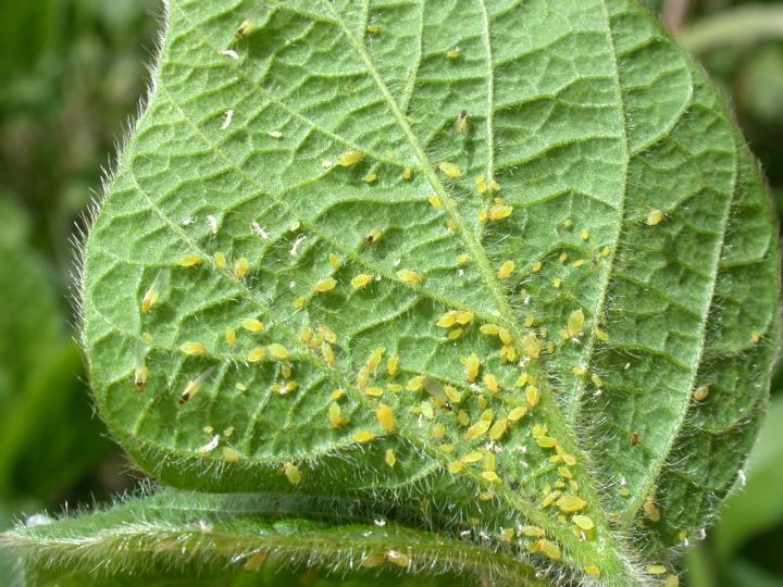 Kutu Daun (Aphids): Cara Mengatasi, Ciri-Ciri, dan Pencegahannya