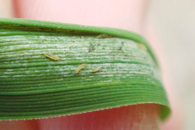 Hama Thrips: Si Kecil yang Bikin Tanaman Pusing!