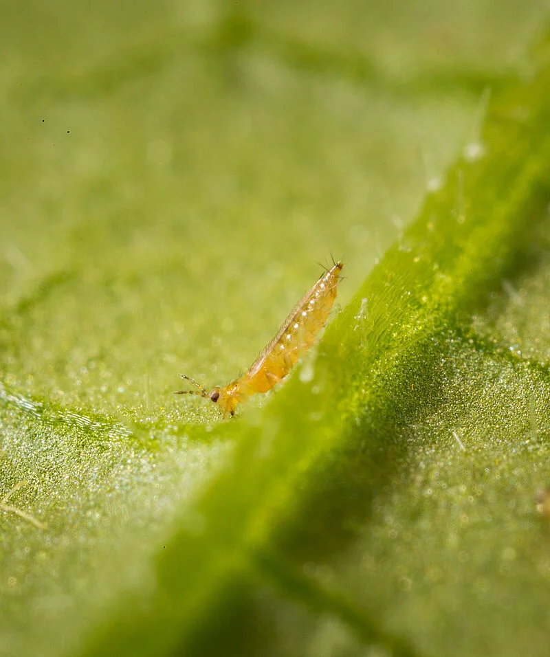 hama  Thrips Tembakau (Thrips tabaci)