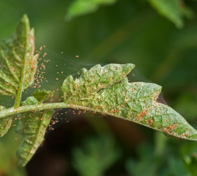 Laba-laba Merah (Spider Mites): Gejala, Cara Alami Membasmi, dan Pencegahan Agar Tanaman Tetap Sehat