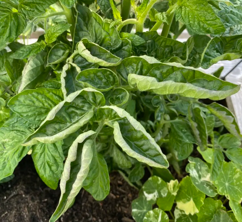 Penyakit Tanaman Paling Umum di Iklim Tropis dan Cara Mengendalikannya