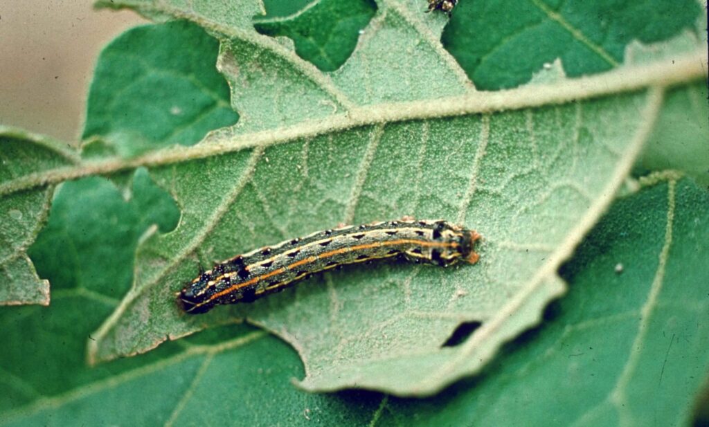 Ulat grayak (Spodoptera litura)
