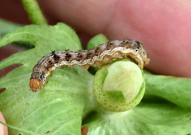 Ulat Daun: Musuh Daun Hijau yang Bisa Dikalahkan dengan Cara Alami