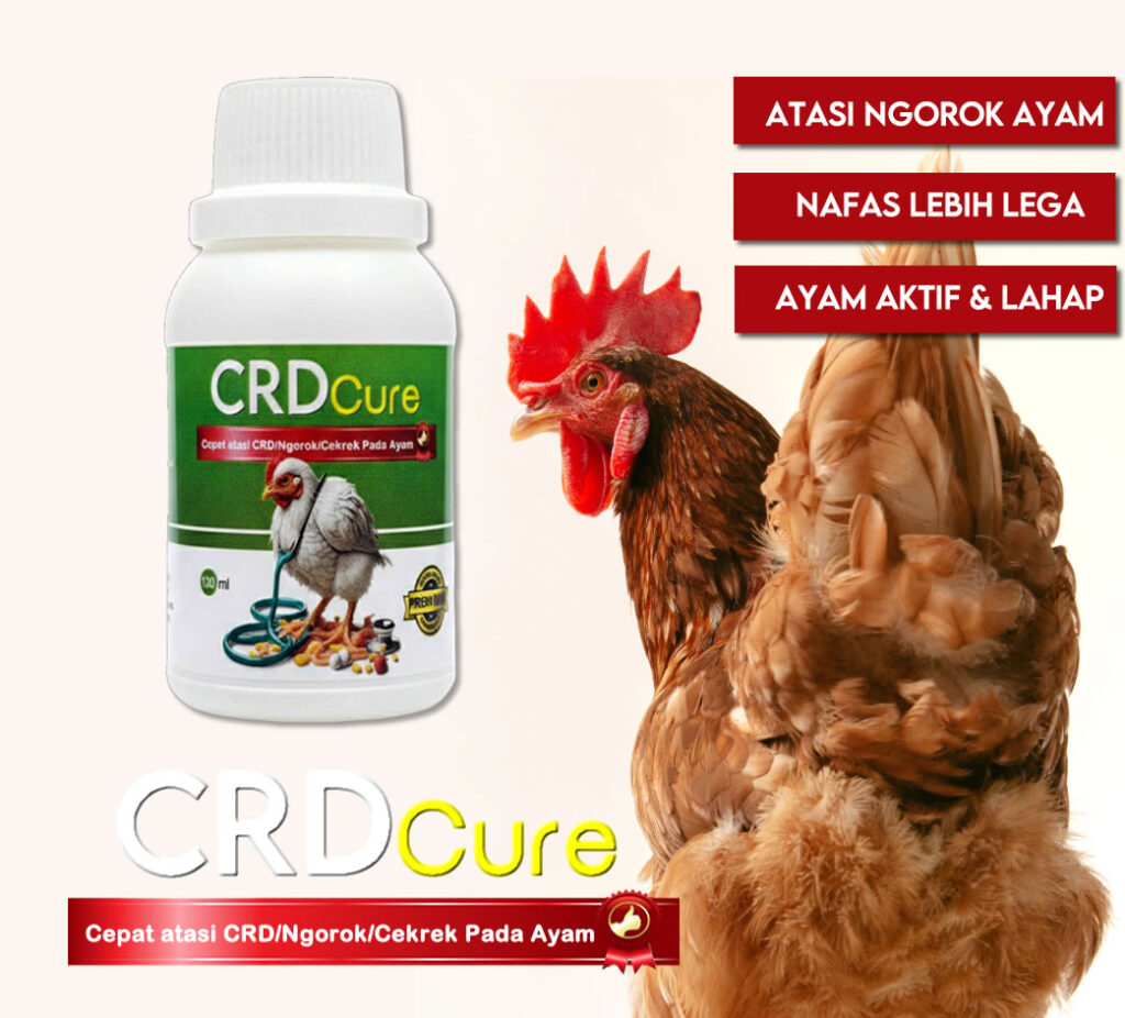 obat CRD penyakit ayam ngorok