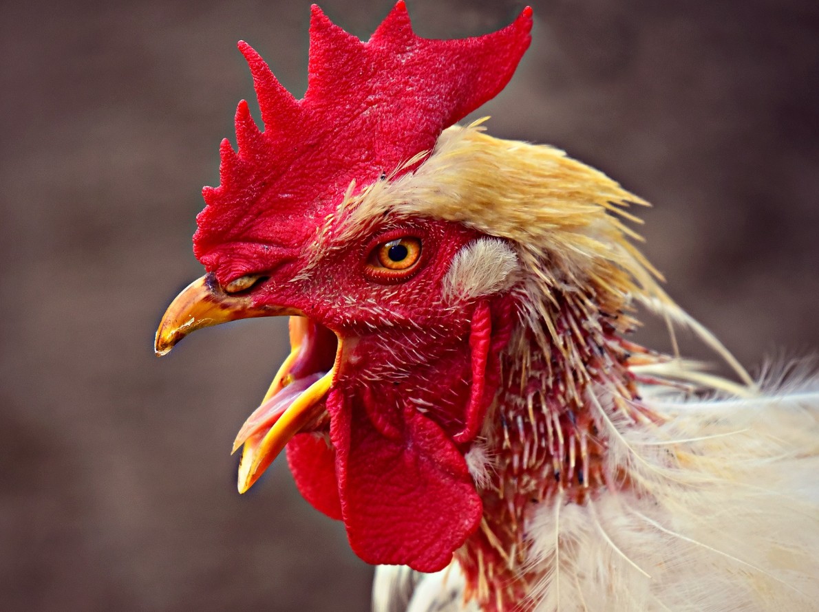 Penyakit Ngorok pada Ayam (CRD): Penyebab, Gejala, Cara Mengatasi, dan Pencegahannya